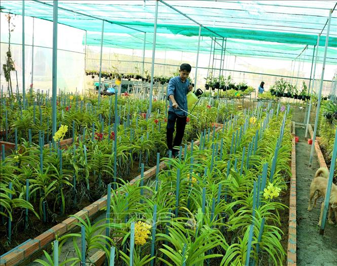 Nhiều mô hình khuyến nông vượt ra khỏi phạm vi trình diễn giúp nông dân  tăng thu nhập
