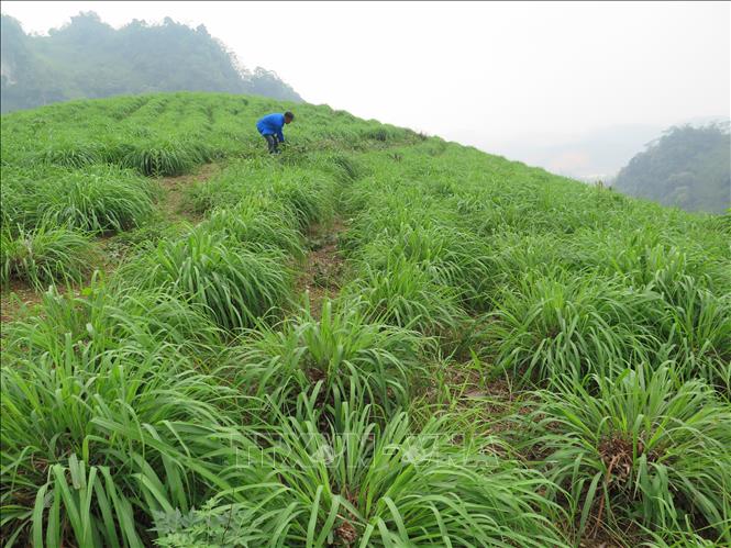 Trong ảnh: Sả đỏ phủ xanh đất đồi bạc màu ở Phong Niên, Bảo Thắng, Lào Cai. Ảnh: Hương Thu - TTXVN