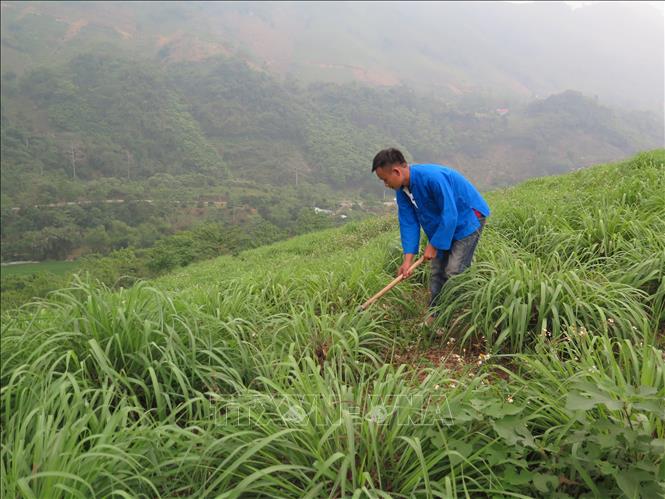 Trong ảnh: Chàng trai người Phù Lá Sần Xuân Trung là người tiên phong mang cây sả về trồng ở vùng đất dốc bạc màu thôn Cốc Sâm 3, xã Phong Niên huyện Bảo Thắng tỉnh Lào Cai với quy mô 25ha. Ảnh: Hương Thu - TTXVN
