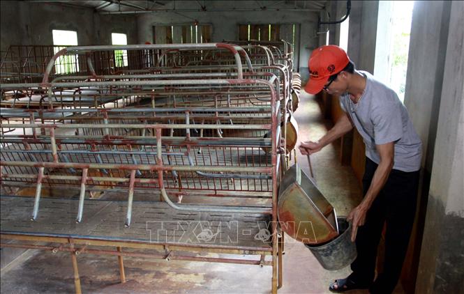 Trong ảnh: Gia đình Anh Phạm Văn Hóa, thôn Hoành Từ, xã Đông Cường, huyện Đông Hưng, tỉnh Thái Bình rất lo lắng về công tác tái đàn để sản xuất sau khi đã tiêu hủy 130 con lợn trong đó có 30 con lợn nái. Ảnh: Thế Duyệt - TTXVN 