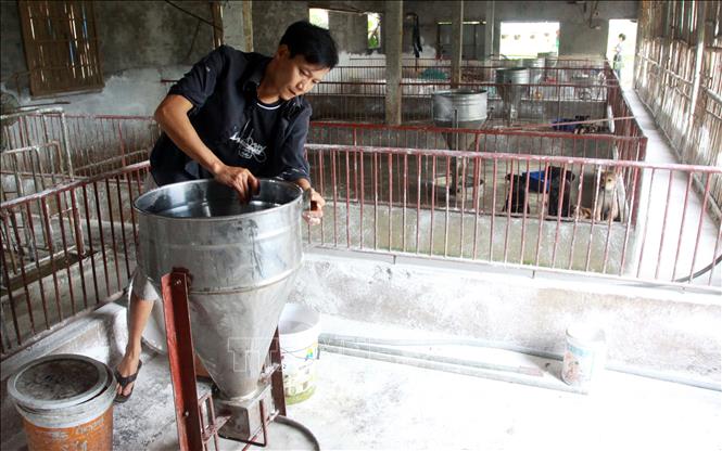 Trong ảnh: Anh Đỗ Văn Trưởng, thôn Duyên Hà, xã Đông Kinh, huyện Đông Hưng, tỉnh Thái Bình dọn dẹp lại chuồng trại chuẩn bị cho công tác chăn nuôi. Ảnh: Thế Duyệt - TTXVN 