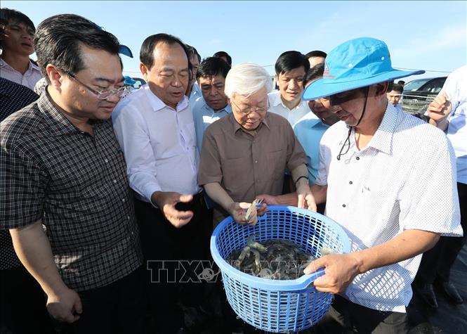 Trong ảnh:Tổng Bí thư, Chủ tịch nước Nguyễn Phú Trọng thăm khu nuôi tôm công nghiệp ứng dụng công nghệ cao của Công ty cổ phần Trung sơn ở xã Trung Hóa, huyện Kiên Lương, tỉnh Kiên Giang. Ảnh: Trí Dũng – TTXVN