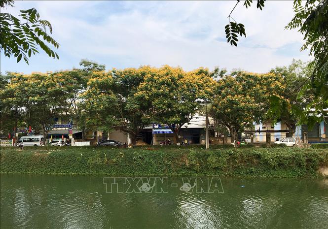 Hàng phượng hoa nở vàng đặc trưng bên bờ sông An Cựu. Ảnh: Quốc Việt - TTXVN