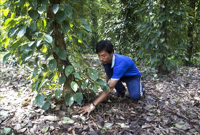Trong ảnh: Làm sạch gốc tạo điều kiện thuận lợi cho cây tiêu phát triển. Ảnh: Hồng Đạt - TTXVN

