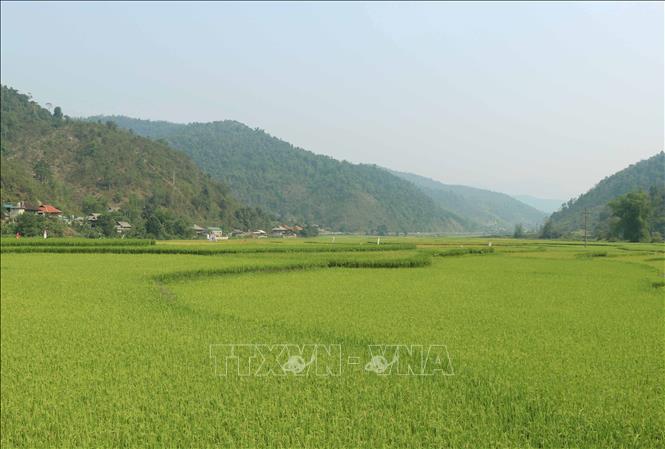 Trong ảnh: Cánh đồng Mường Pồn chạy dọc thung lũng. Ảnh: Xuân Tiến-TTXVN.