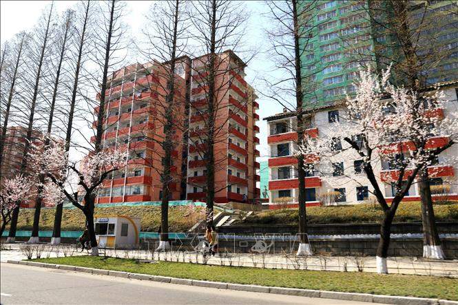 Trong ảnh: Ho nở trên đường phố cùng với những ngôi nhà cao tầng mang nhiều màu sắc rực rỡ. Ảnh: Phương Hoa - TTXVN