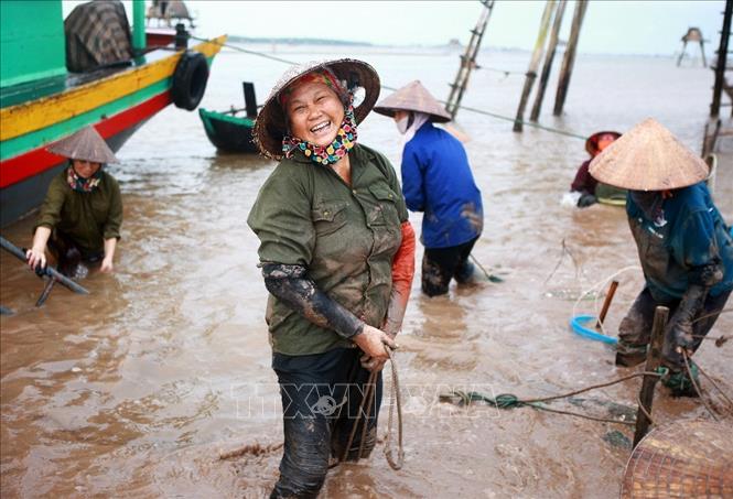 Trong ảnh: Phụ nữ làm nghề cào ngao tại vùng biển Nam Định. Ảnh: Lâm Khánh - TTXVN
