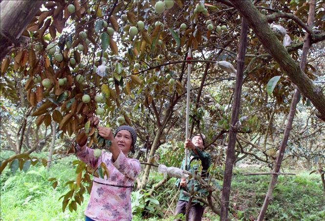 Trong ảnh: Thu hoạch vú sữa tại gia đình ông Nguyễn Văn Cường, thôn Cửa Sông, xã Hợp Đức (Tân Yên, Bắc Giang). Ảnh: Đồng Thúy - TTXVN