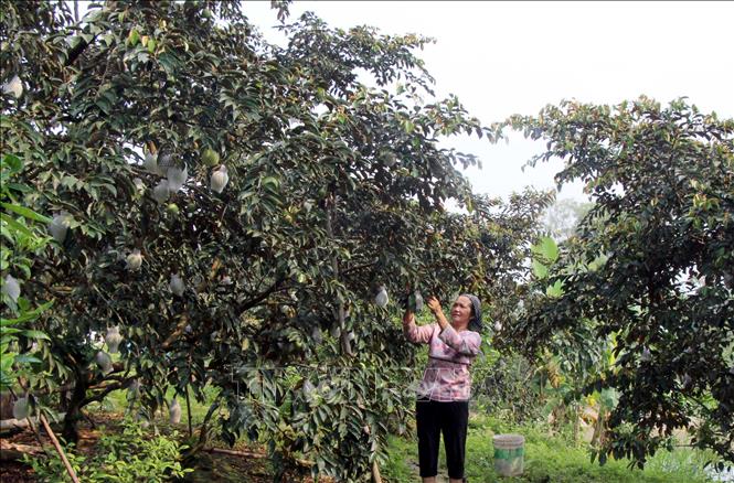 Trong ảnh: Vườn cây vú sữa của gia đình ông Nguyễn Văn Cường, thôn Cửa Sông, xã Hợp Đức (Tân Yên, Bắc Giang). Ảnh: Đồng Thúy - TTXVN