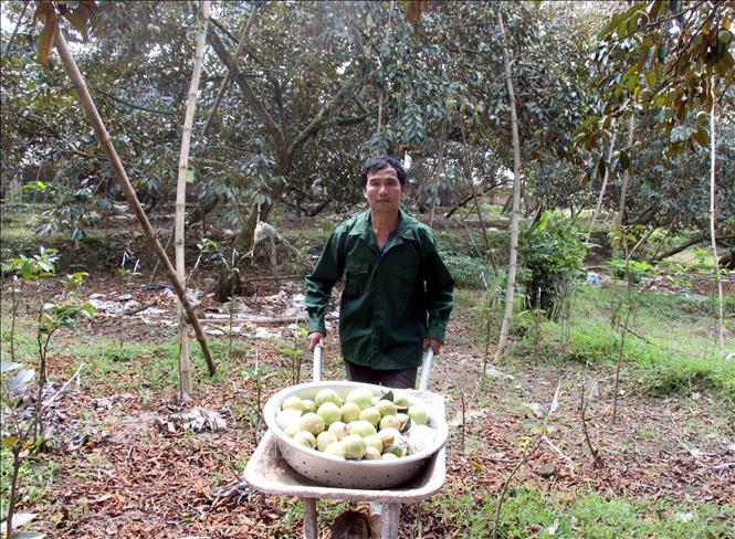 Trong ảnh: Ông Nguyễn Văn Cường, thôn Cửa Sông, xã Hợp Đức (Tân Yên, Bắc Giang) thu hoạch vú sữa. Ảnh: Đồng Thúy - TTXVN