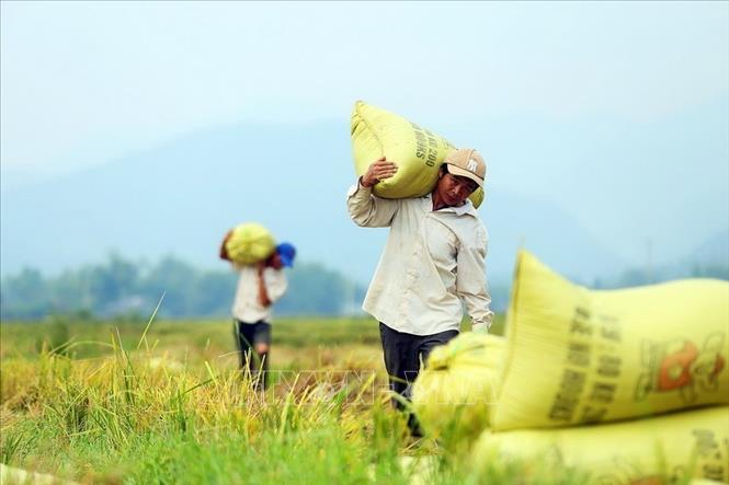 Trong ảnh: Nông dân huyện Ðiện Biên (tỉnh Điện Biên) thu hoạch lúa mùa. Ảnh: Phan Tuấn Anh - TTXVN