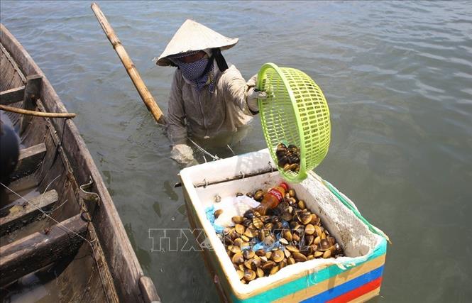 Trong ảnh: Những phụ nữ nghèo hành nghề cào ngao ở vùng cửa biển Thuận An (Huế). Ảnh: Hồ Cầu-TTXVN