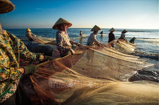 Trong ảnh: Phụ nữ huyện Quảng Xương (Thanh Hóa) tham gia kéo rùng (một loại hình nghề biển dùng lưới bắt cá gần bờ). Ảnh: Trọng Đạt - TTXVN