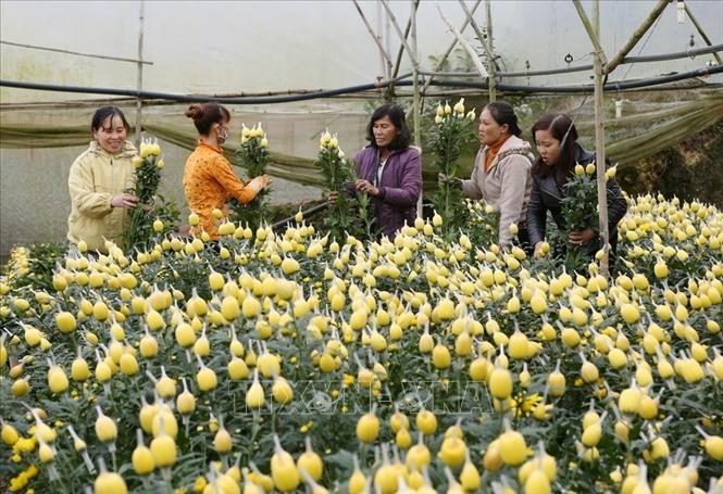 Trong ảnh: Phụ nữ Đà Lạt (Lâm Đồng) trồng hoa, tạo việc làm và tăng thu nhập. Ảnh: Phương Hoa - TTXVN