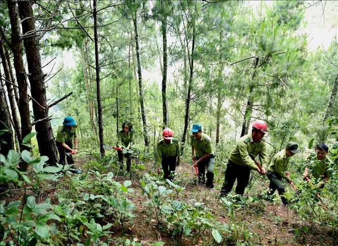 Trong ảnh: Lực lượng Kiểm lâm tỉnh Sơn La tổ chức dọn thực bì tại rừng thông phòng hộ ở xã Cò Mạ, huyện Thuận Châu (Sơn La). Ảnh: Vũ Sinh - TTXVN