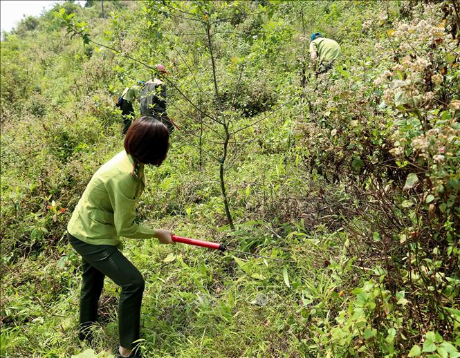 Trong ảnh: Lực lượng Kiểm lâm tỉnh Sơn La tổ chức phát quang, dọn thực bì tại rừng trồng cây ăn quả trên đất dốc thuộc xã Cò Mạ, huyện Thuận Châu (Sơn La). Ảnh: Vũ Sinh - TTXVN