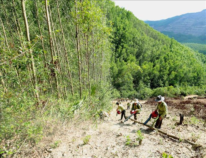 Trong ảnh: Lực lượng Kiểm lâm Bình Định phối hợp với Công ty TNHH Lâm nghiệp Quy Nhơn tổ chức dọn thực bì tại rừng trồng gỗ lớn thuộc tiểu khu 351, xã Cam Vinh, huyện Vân Canh. Ảnh: Vũ Sinh - TTXVN