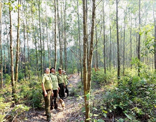 Trong ảnh: Lực lượng Kiểm lâm Bình Định phối hợp với Công ty TNHH Lâm nghiệp Quy Nhơn tổ chức đi tuần tra tại khu vực rừng trồng gỗ lớn thuộc tiểu khu 351, xã Cam Vinh, huyện Vân Canh. Ảnh: Vũ Sinh – TTXVN