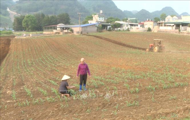 Trong ảnh: Nông dân thị trấn Nông Trường Mộc Châu (huyện Mộc Châu, tỉnh Sơn La) phá bỏ diện tích ngô bị sâu hại để trồng lại. Ảnh: TTXVN phát.