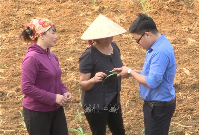 Trong ảnh: Cán bộ bảo vệ thực vật và bà con nông dân thị trấn Nông Trường Mộc Châu (huyện Mộc Châu, tỉnh Sơn La) kiểm tra tình hình sâu hại ngô. Ảnh: TTXVN phát.