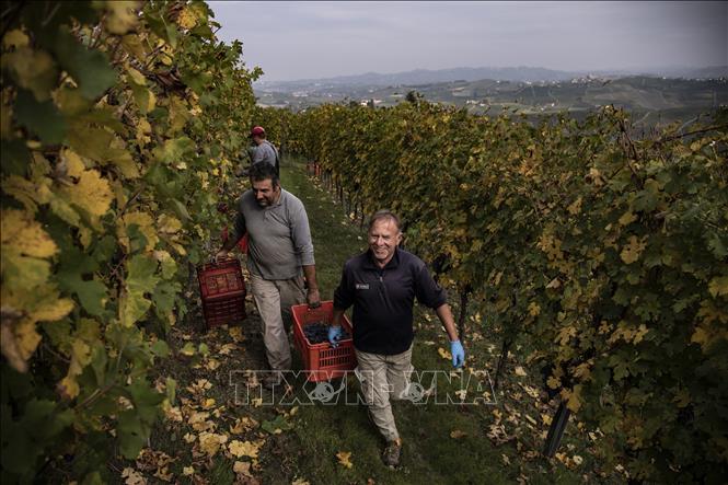 Trong ảnh: Người dân thu hoạch nho để sản xuất rượu vang tại Barolo, Italy. Ảnh: AFP/ TTXVN 