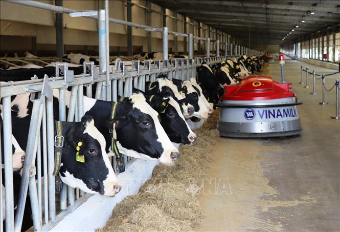 Đàn bò sữa tại trang trại bò sữa của Vinamilk Tây Ninh. Ảnh: Lê Đức Hoảnh-TTXVN
