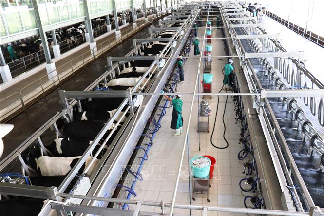 Thu hoạch sữa tại trang trại bò sữa của Vinamilk Tây Ninh. Ảnh: Lê Đức Hoảnh-TTXVN
