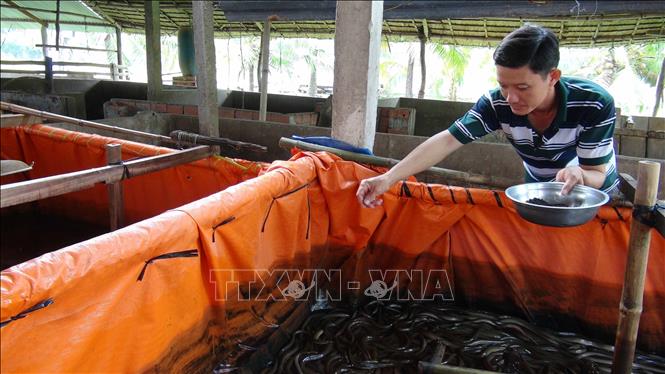 Trà Vinh Nuôi hơn 21000 con lươn đồng trong bể xi măng kéo vỉ lên khách  bất ngờ vì thấy toàn lươn to bự