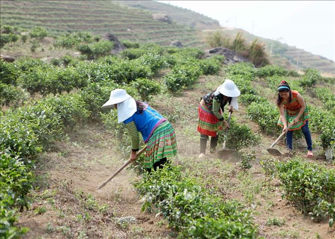 Trong ảnh: Người dân chăm sóc diện tích chè tại bản Khau Giếng, xã Hố Mít, huyện Tân Uyên, tỉnh Lai Châu. Sau 3 năm trồng, cây chè bắt đầu cho thu hoạch giúp người dân có nguồn thu nhập ổn định. Ảnh: Quý Trung – TTXVN