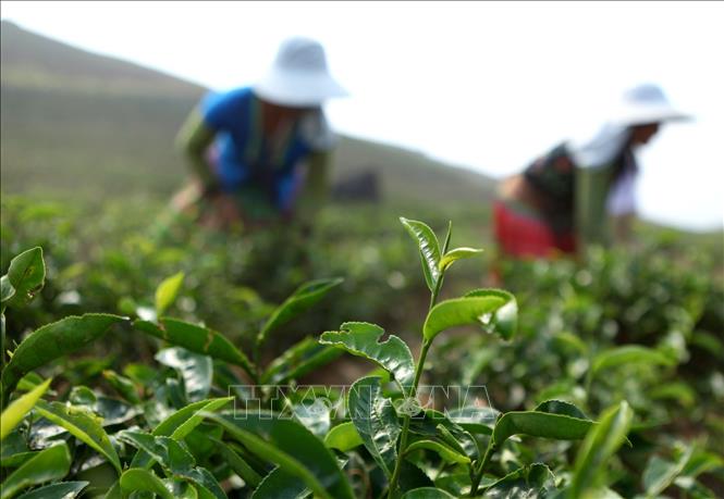 Trong ảnh: Cây chè được đưa vào trồng tại Tân Uyên, sau 3 năm bắt đầu cho thu hoạch giúp nhiều hộ dân thoát nghèo. Ảnh: Quý Trung - TTXVN
