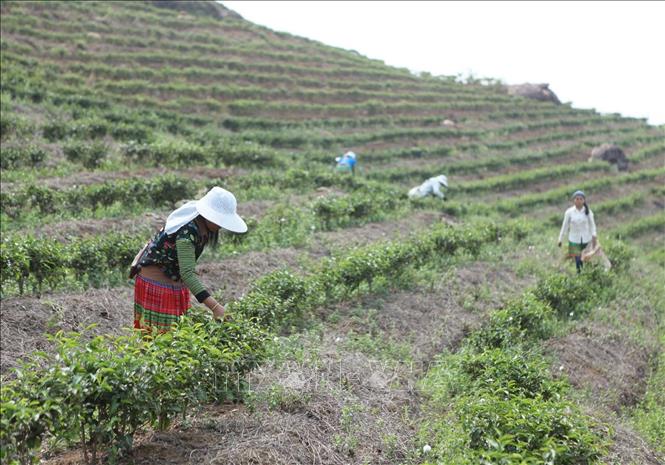 Trong ảnh: Người dân bản Khau Giềng, xã Hố Mít, huyện Tân Uyên, thu hoạch chè. Ảnh: Quý Trung – TTXVN
