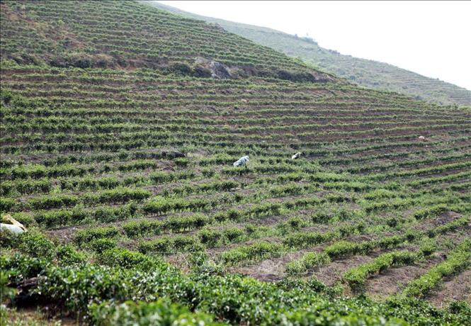 Trong ảnh: Những đồi chè xanh ngát tại bản Khau Giềng, xã Hố Mít, huyện Tân Uyên giúp người dân có nguồn thu nhập ổn định. Ảnh: Quý Trung – TTXVN
