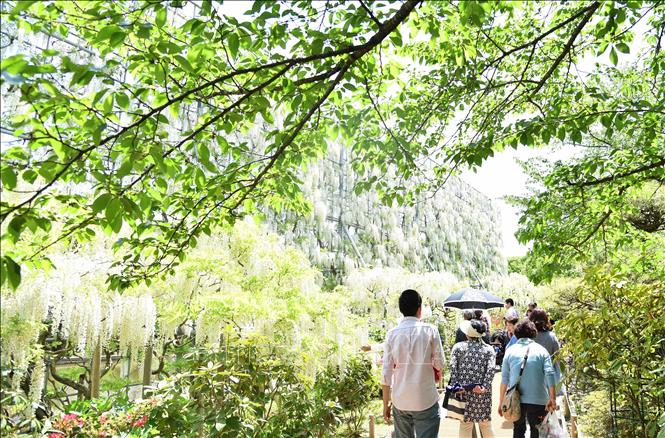 Trong ảnh: Du khách đi dưới bức tường hoa Tử Đằng trắng trong công viên. Ảnh: Thành Hữu - PV TTXVN tại Nhật Bản