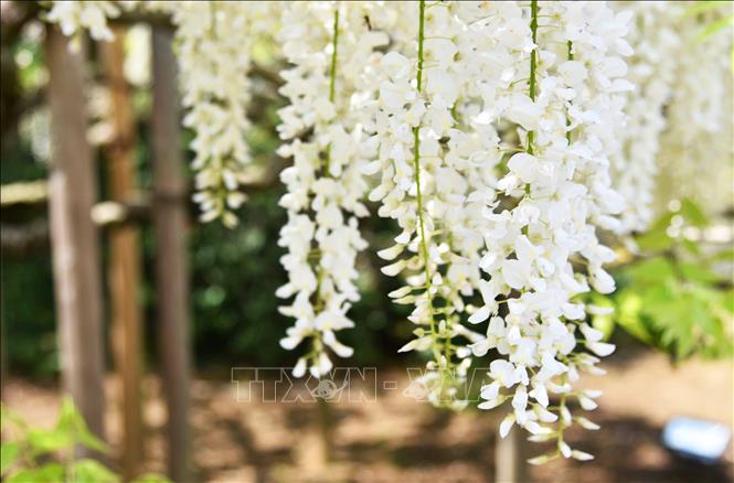 Trong ảnh: Những bông hoa Tử Đằng trắng lộng lẫy. Ảnh: Thành Hữu - PV TTXVN tại Nhật Bản