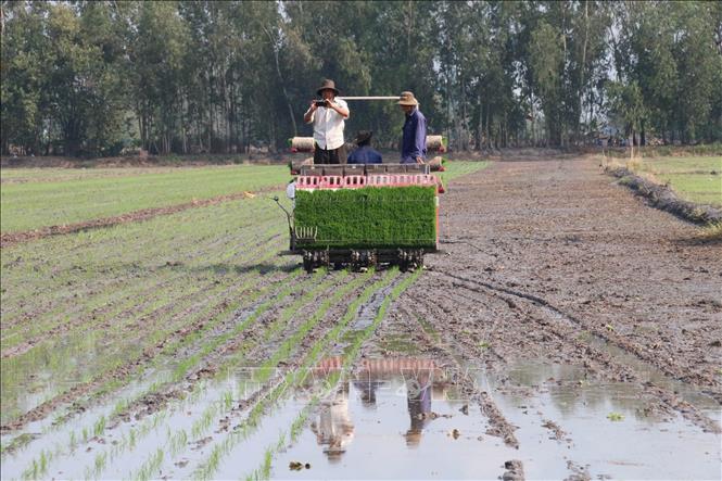 Trong ảnh: Máy cấy lúa trên cánh đồng huyện vùng lũ Cái Bè. Ảnh: Minh Trí-TTXVN