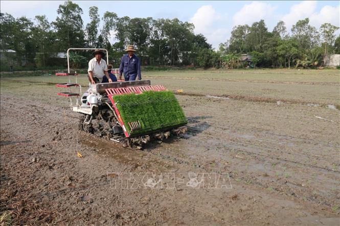 Trong ảnh: Máy cấy lúa trên cánh đồng huyện vùng lũ Cái Bè. Ảnh: Minh Trí-TTXVN