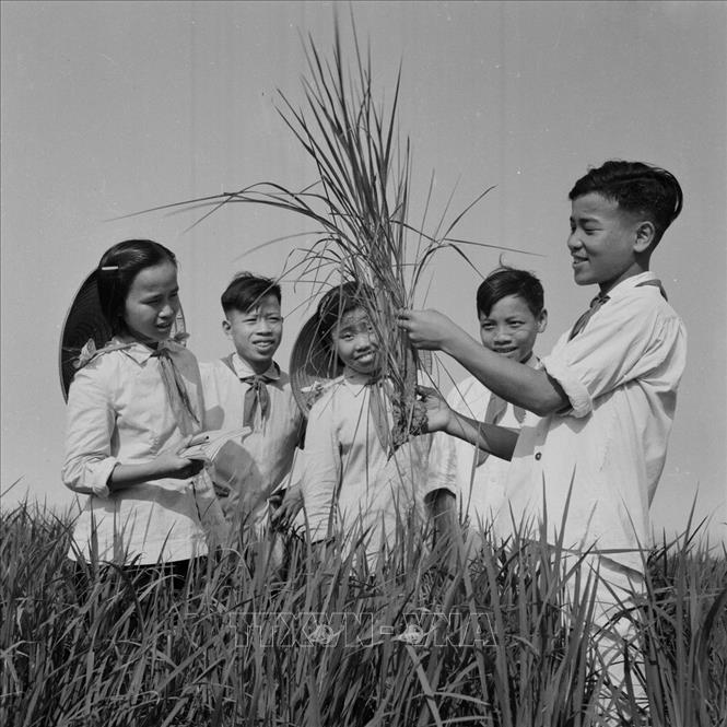 Trong ảnh: Đội viên thiếu niên xã Vĩnh Kim, huyện Vĩnh Linh, tỉnh Quảng Trị tham gia làm thí nghiệm trên cây lúa (tháng 5/1959). Ảnh: TTXVN