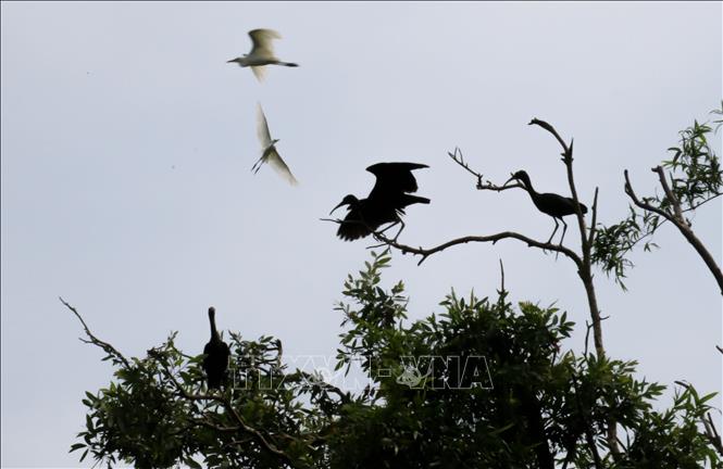 Trong ảnh: Nhiều loài chim quý hiếm được  nuôi dưỡng, bảo tồn tại khu bảo tồn sinh thái Đồng Tháp Mười. Ảnh: Nam Thái - TTXVN
