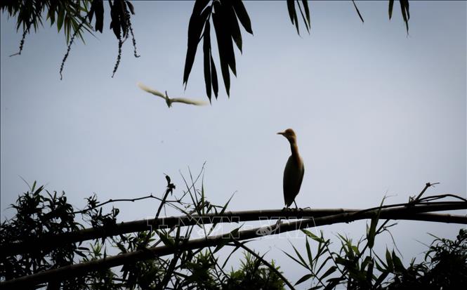 Trong ảnh: Nhiều loài chim quý hiếm được  nuôi dưỡng, bảo tồn tại khu bảo tồn sinh thái Đồng Tháp Mười. Ảnh: Nam Thái - TTXVN