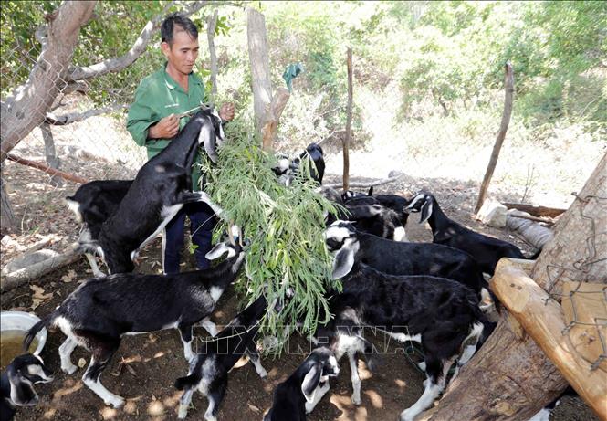 Trong ảnh: Nhờ vốn vay ưu đãi dành cho hộ đồng bào dân tộc thiểu số, gia đình anh Mang Tư, dân tộc Raglai ở phường Cam Phúc Nam có điều kiện cải tạo vườn đồi trồng cây, chăn nuôi dê cho hiệu quả kinh tế. Ảnh: Trần Việt - TTXVN