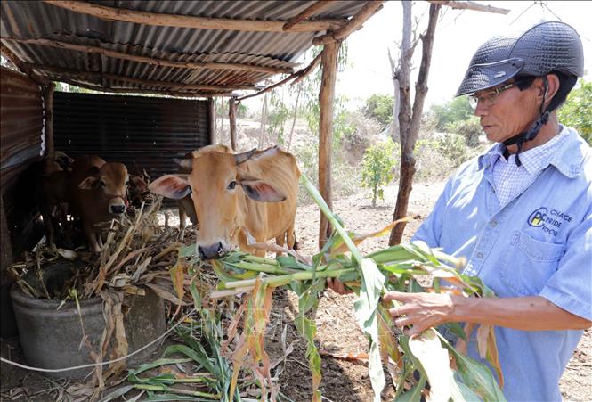Trong ảnh: Gia đình ông Nguyễn Văn Trung ở phường Cam Phúc Nam vay 50 triệu đồng chương trình cho vay giải quyết việc làm đầu tư nuôi bò sinh sản, hàng năm bán đều có lãi, hiện gia đình có 4 con. Ảnh: Trần Việt - TTXVN
