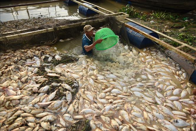 Hàng trăm tấn cá chết trắng bè được người dân thu gom làm phân bón. Ảnh: Lê Xuân-TTXVN