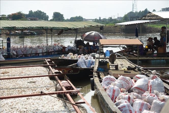 Trong ảnh: Hàng trăm tấn cá chết trắng bè được người dân thu gom làm phân bón. Ảnh: Lê Xuân-TTXVN