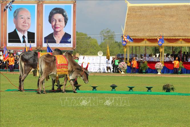 Cảnh đôi bò thiêng chọn ăn các vật phẩm tại buổi lễ. Ảnh: Nhóm P/v CQTT TTXVN tại Campuchia

