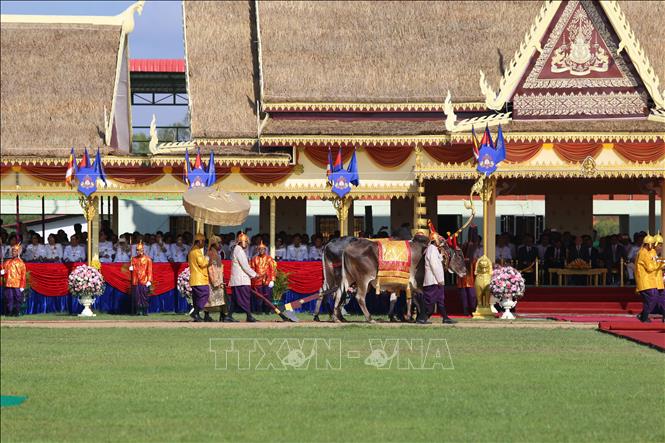 Quang cảnh đôi bò thiêng cùng biểu tượng Vua đi cày đi luống cày đầu tiên qua khán đài chính. Ảnh: Nhóm P/v CQTT TTXVN tại Campuchia
