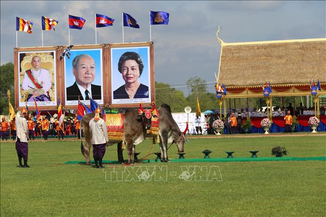 Quang cảnh đôi bò thiêng chọn ăn các vật phẩm tại buổi lễ. Ảnh: Nhóm P/v CQTT TTXVN tại Campuchia
