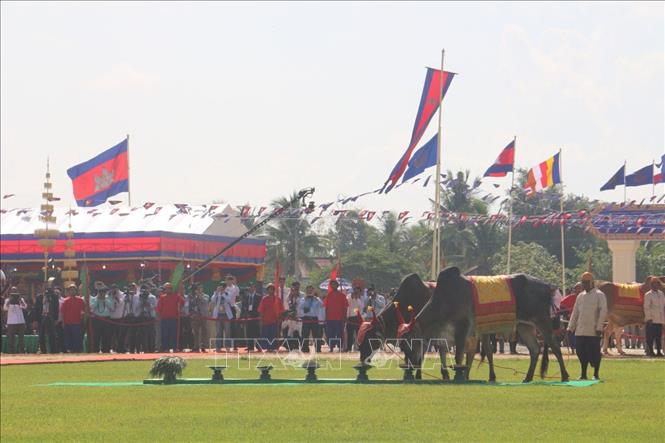 Quang cảnh đôi bò thiêng chọn ăn vật phẩm tại buổi lễ. Ảnh: Nhóm P/v CQTT TTXVN tại Campuchia.

