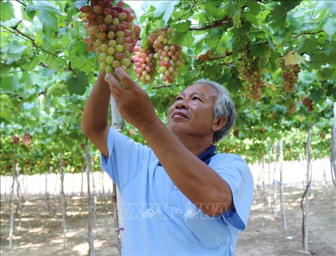 Trong ảnh: Ông Nguyễn Khắc Phòng (xã Vĩnh Hải, huyện Ninh Hải) chăm sóc vườn nho giống NH 01 – 152. Ảnh: Nguyễn Thành – TTXVN