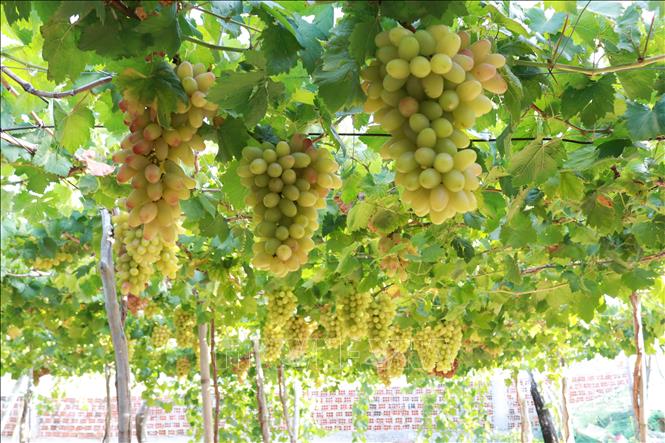 Trong ảnh: Vườn nho giống NH 01 – 152 chuẩn bị cho thu hoạch. Ảnh: Nguyễn Thành – TTXVN