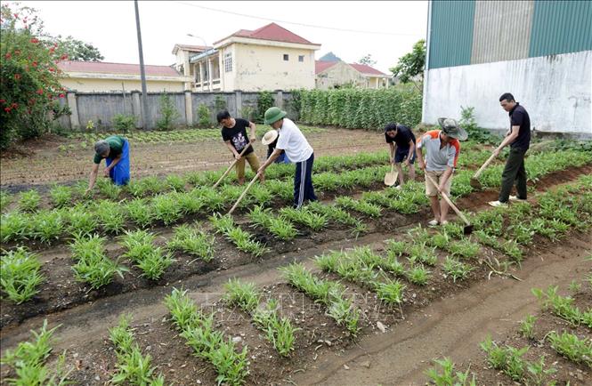Trong ảnh: Chăm sóc rau xanh – một hình thức lao động trị liệu cho các học viên cai nghiện tại Trung tâm. Ảnh: Anh Tuấn – TTXVN